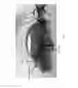 Fig. 03 - TOP WATER LURE BAIT