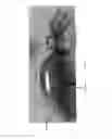 Fig. 04 - TOP WATER LURE BAIT