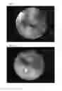 Fig. 40 - CELL SCAFFOLD CONSTRUCTS