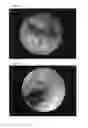 Fig. 41 - CELL SCAFFOLD CONSTRUCTS