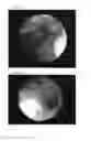 Fig. 43 - CELL SCAFFOLD CONSTRUCTS