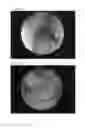 Fig. 44 - CELL SCAFFOLD CONSTRUCTS