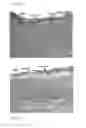 Fig. 47 - CELL SCAFFOLD CONSTRUCTS