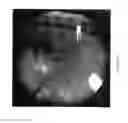 Fig. 63 - CELL SCAFFOLD CONSTRUCTS