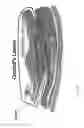 Fig. 74 - CELL SCAFFOLD CONSTRUCTS