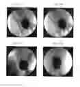 Fig. 86 - CELL SCAFFOLD CONSTRUCTS