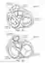 Fig. 02 - Multiple Aperture Sling for Mitral Heart Valves