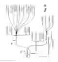 Fig. 06 - Apparatuses and methods for at least partially supporting a valve leaflet of a regurgitant heart valve
