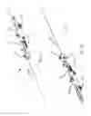 Fig. 02 - Preventing tissue ingrowth into constricting cords after implantation
