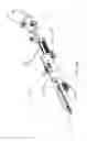 Fig. 06 - Preventing tissue ingrowth into constricting cords after implantation