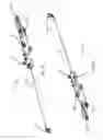 Fig. 03 - Delivering a constricting cord to a cardiac valve annulus using balloon-assisted positioning