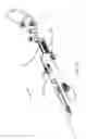Fig. 06 - Delivering a constricting cord to a cardiac valve annulus using balloon-assisted positioning