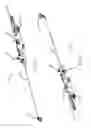 Fig. 03 - Preventing dislodgement of a constricting cord that has been affixed to a cardiac valve annulus