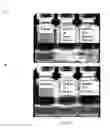 Fig. 09 - Methods and compositions for CNS delivery of arylsulfatase A