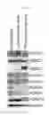 Fig. 03 - COMPOSITIONS AND METHODS FOR TREATING ASTHMA AND OTHER LUNG DISEASES