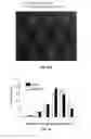 Fig. 33 - Methods and compositions for treating degenerative and ischemic disorders