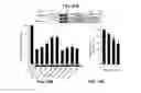 Fig. 50 - Methods and compositions for treating degenerative and ischemic disorders