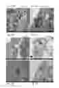 Fig. 09 - MODULATORS OF CELL DEATH PROCESSES