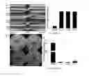 Fig. 21 - Systems pharmacology for treating ocular disorders