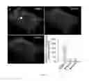 Fig. 52 - Systems pharmacology for treating ocular disorders
