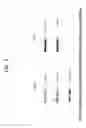 Fig. 04 - Composition containing stilbene glycoside and preparation and uses thereof for treating diabetes