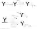 Fig. 13 - ENZYMATIC CONJUGATION OF POLYPEPTIDES