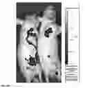 Fig. 03 - Cholecystokinin 2 receptor targeted NIR imaging and use thereof