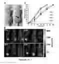 Fig. 07 - Photoluminescent hydrogel