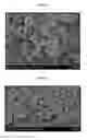Fig. 02 - Injectable collagen suspensions, the preparation method thereof, and the uses thereof, particularly for forming dense collagen matrices