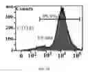 Fig. 45 - Bone graft with a tannin-hydroxyapatite scaffold and stem cells for bone engineering