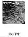 Fig. 80 - Bone graft with a tannin-hydroxyapatite scaffold and stem cells for bone engineering