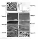 Fig. 08 - Black Liquor Concentration by a Membrane Comprising Graphene Oxide on Porous Polymer