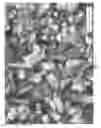 Fig. 02 - ZSM-5 catalyst