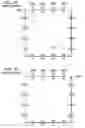 Fig. 12 - LIQUID EJECTING APPARATUS, DRIVE CIRCUIT, AND INTEGRATED CIRCUIT