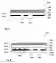 Fig. 03 - SECURITY ELEMENT