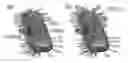 Fig. 01 - SILICA ENCAPSULATION OF UREOLYTIC BACTERIA FOR SELF-HEALING OF CEMENT-BASED COMPOSITES