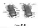 Fig. 02 - SILICA ENCAPSULATION OF UREOLYTIC BACTERIA FOR SELF-HEALING OF CEMENT-BASED COMPOSITES