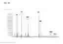 Fig. 03 - 1,3-fatty diol compounds and derivatives thereof