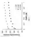 Fig. 08 - Materials for use in an aqueous organic redox flow battery