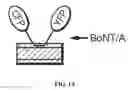 Fig. 02 - Compositions and methods for stability testing of botulinum toxin