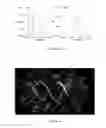 Fig. 03 - Dendronized polymers for nucleic acid delivery