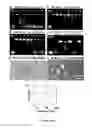 Fig. 07 - Dendronized polymers for nucleic acid delivery