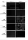 Fig. 06 - Activatable CRISPR/CAS9 for spatial and temporal control of genome editing