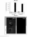 Fig. 08 - Activatable CRISPR/CAS9 for spatial and temporal control of genome editing