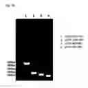 Fig. 03 - TAT-INDUCED CRISPR/ENDONUCLEASE-BASED GENE EDITING