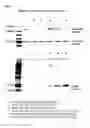 Fig. 05 - TAT-INDUCED CRISPR/ENDONUCLEASE-BASED GENE EDITING