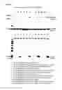 Fig. 07 - TAT-INDUCED CRISPR/ENDONUCLEASE-BASED GENE EDITING