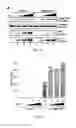 Fig. 11 - TAT-INDUCED CRISPR/ENDONUCLEASE-BASED GENE EDITING
