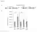 Fig. 06 - NOVEL EXPRESSION REGULATING RNA-MOLECULES AND USES THEREOF