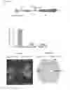 Fig. 07 - NOVEL EXPRESSION REGULATING RNA-MOLECULES AND USES THEREOF